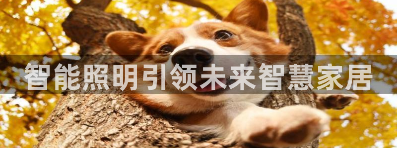 云顶国际服版本