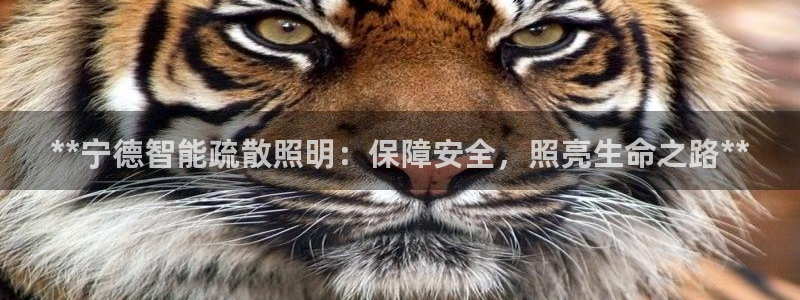 云顶国际旅行社官网